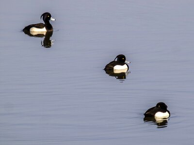 Water bird nature animal photo