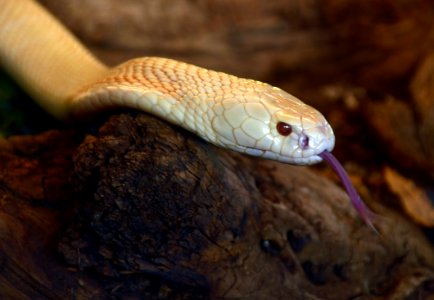 Naja kaouthia albino Genève 24102014 1