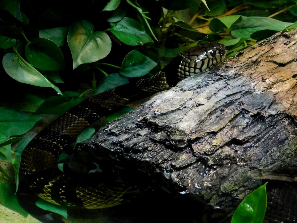 Naja annulata in water