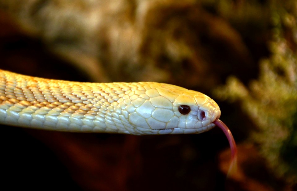 Naja kaouthia albino Genève 24102014 B 1