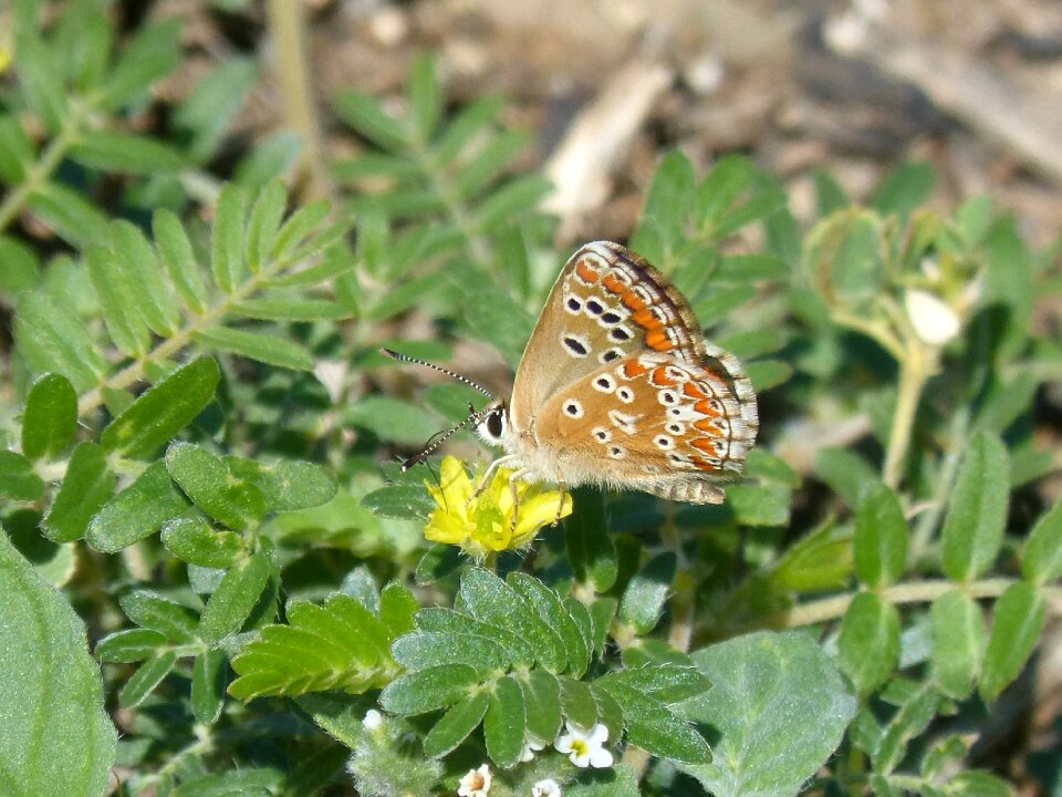 Scolitantides orion blaveta of the crespinell sedum