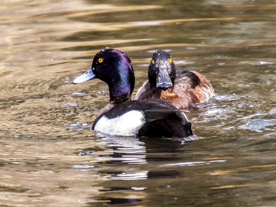 Water bird nature animal
