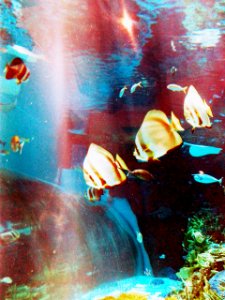 Nagoya Aquarium (12)