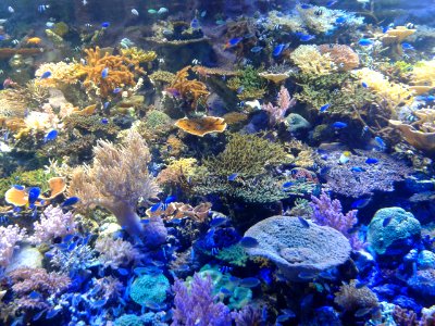 Nagoya Aquarium (3)