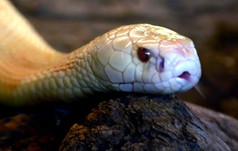 Naja kaouthia albino Genève 24102014 C 2
