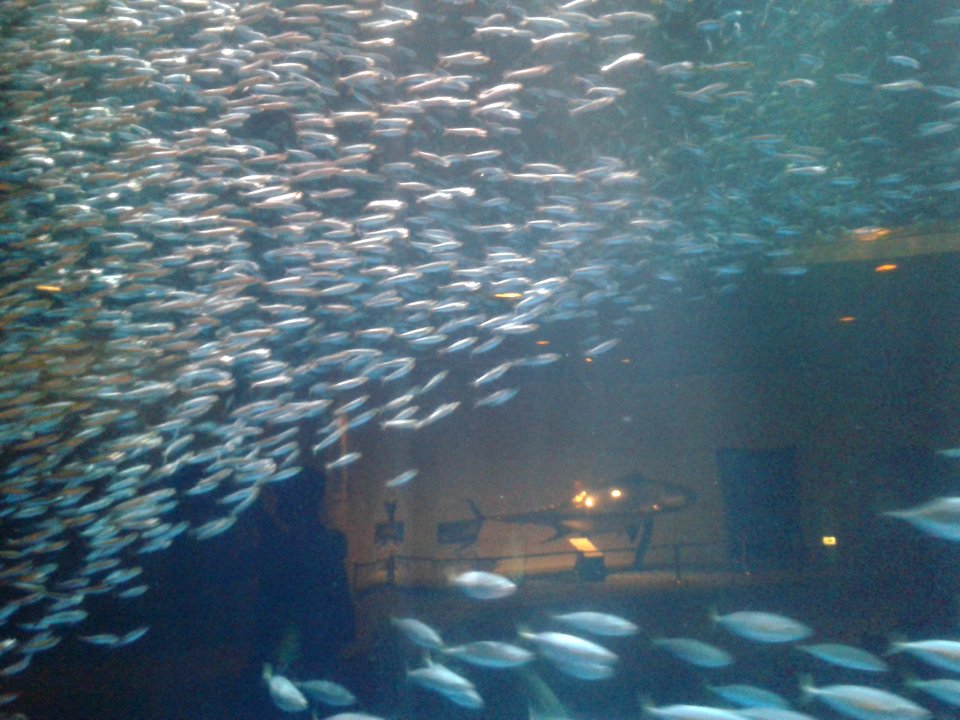 Nagoya Aquarium (15)