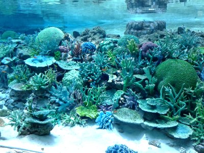 Nagoya Aquarium (1)