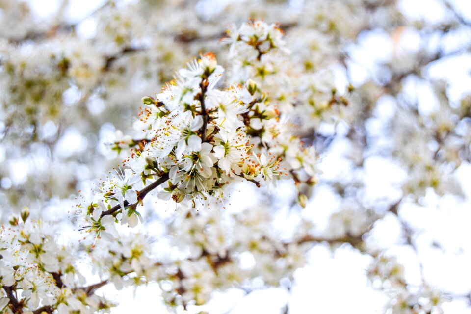 Nature tree bloom