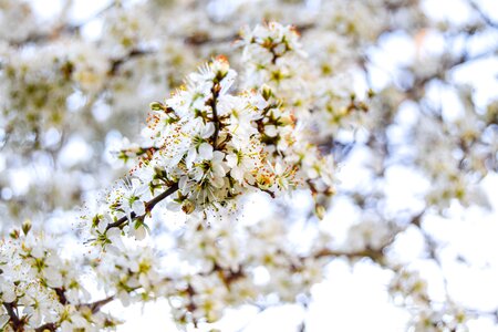 Nature tree bloom photo