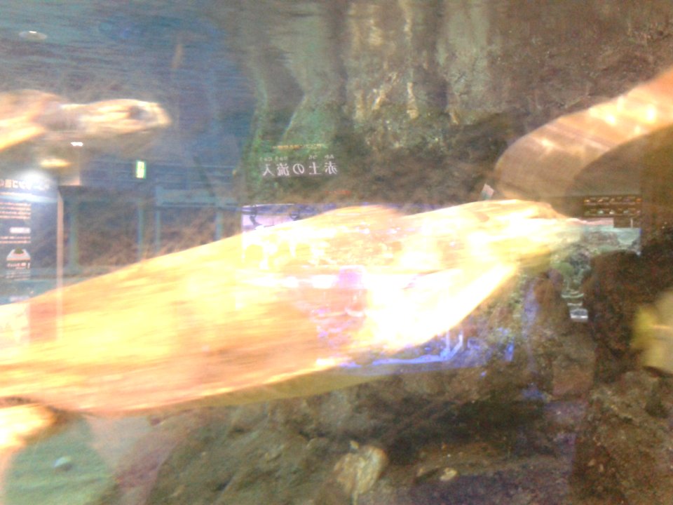 Nagoya Aquarium (7)