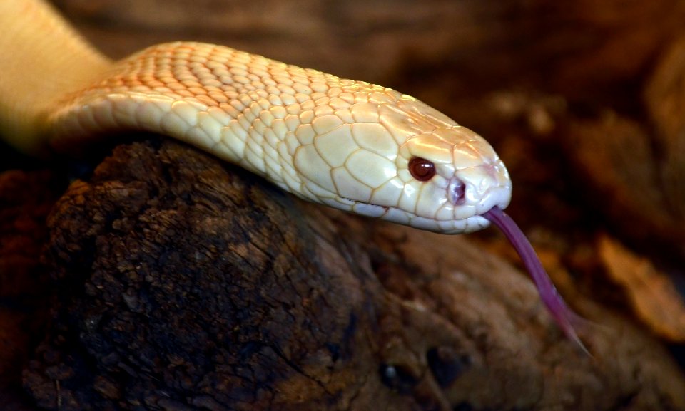 Naja kaouthia albino Genève 24102014 2