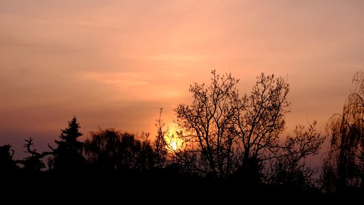 Sun sunset trees