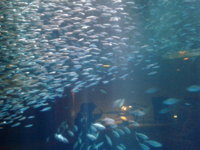 Nagoya Aquarium (14)