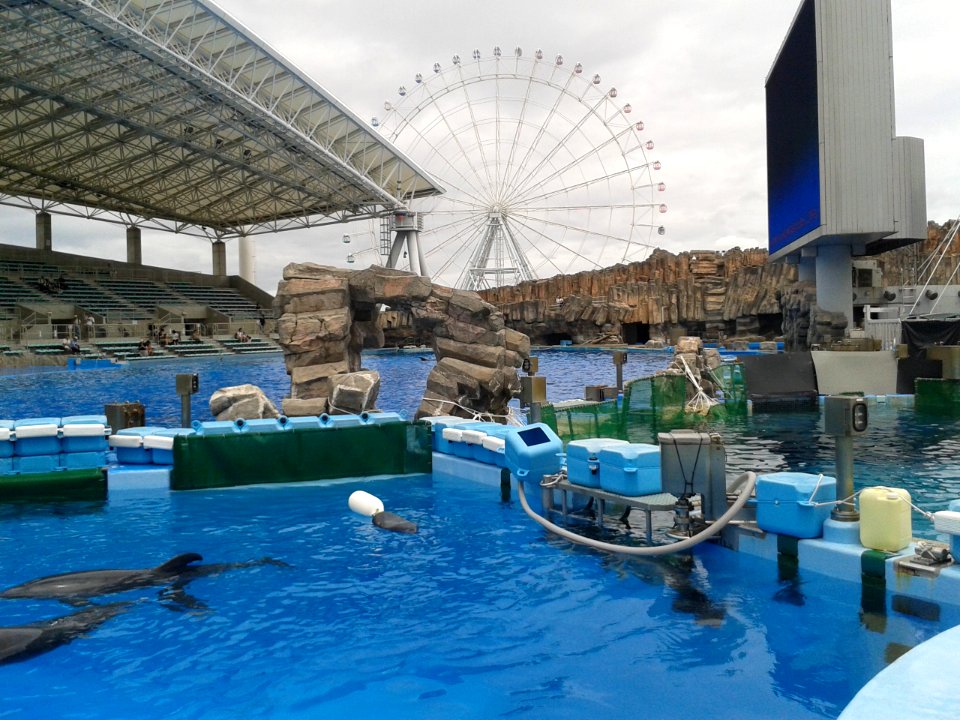Nagoya Aquarium dolphins (2)