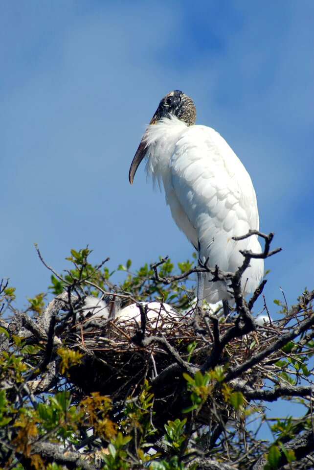 Babies tropical bird bird