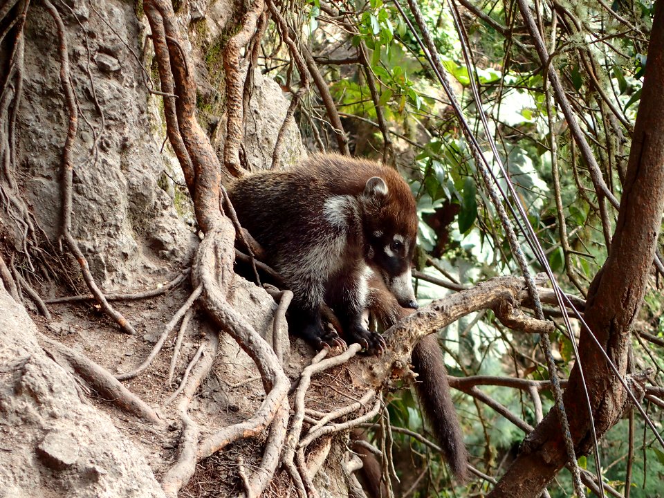 Nasua narica Guatemala
