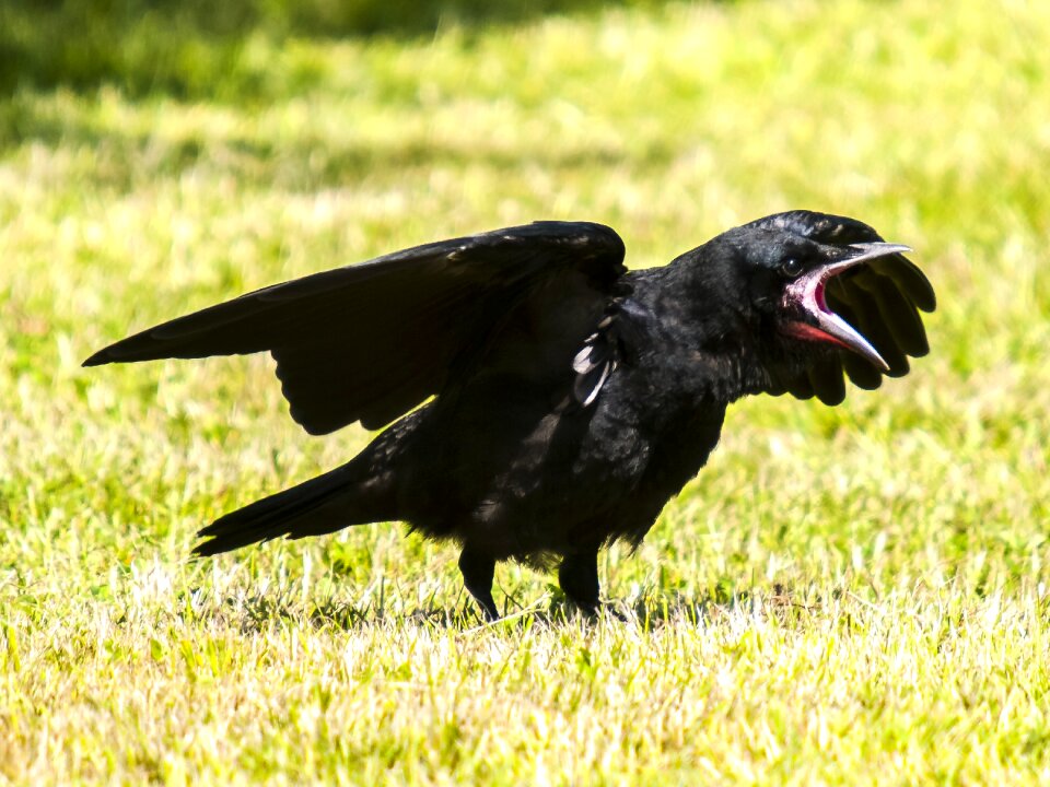 Raven bird nature animal