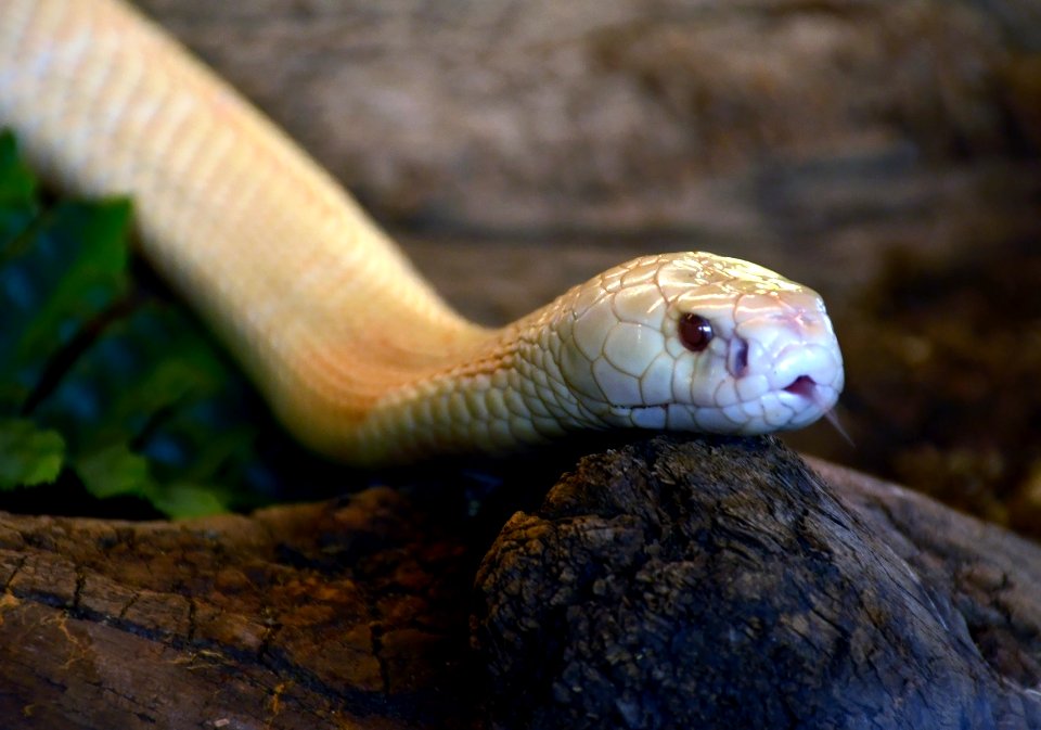 Naja kaouthia albino Genève 24102014 C