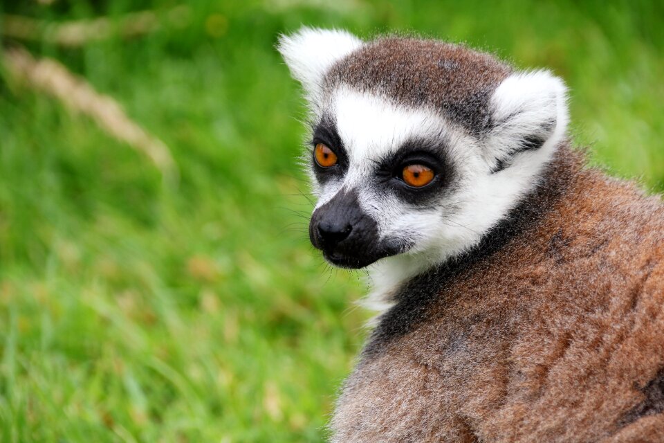 Animal mammal primate