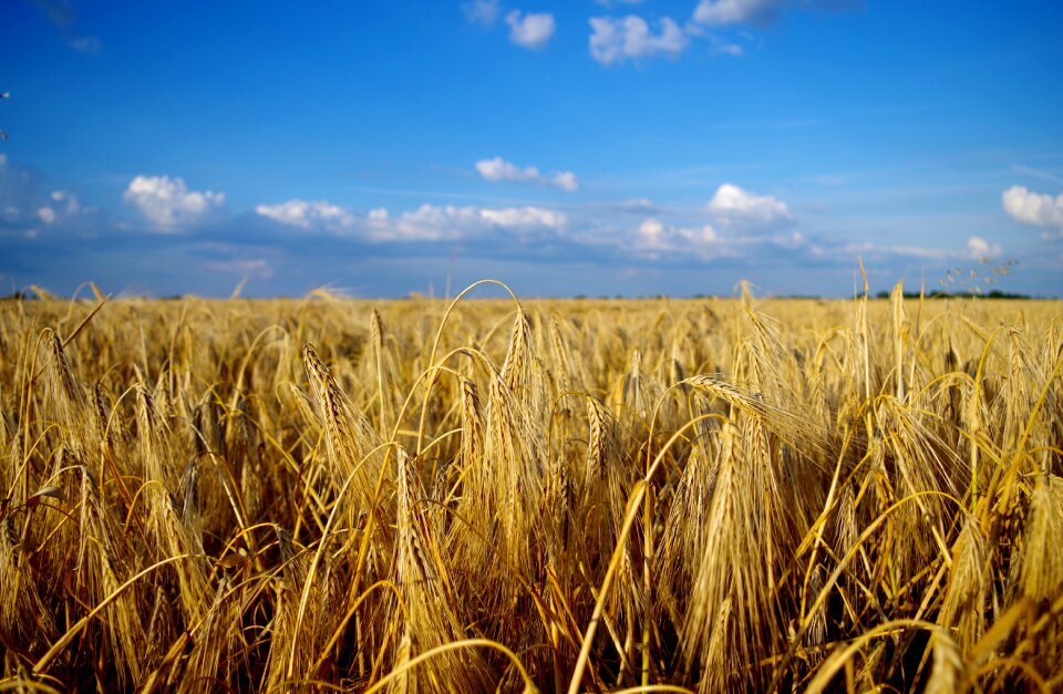 Landscape grain great plains