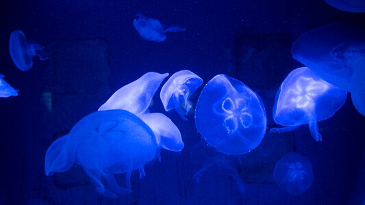 Nature underwater blue fish