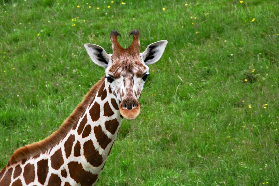 Animal mammal wildlife