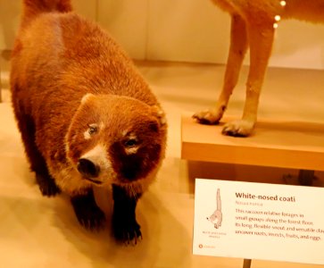 Nasua narica white-nosed coati IMG 1080