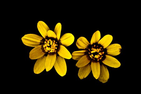 Yellow flowers macro plant photo