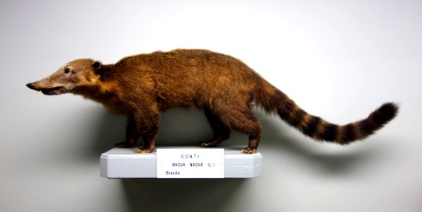 Nasua nasua - Museo Civico di Storia Naturale Giacomo Doria - Genoa, Italy - DSC02575