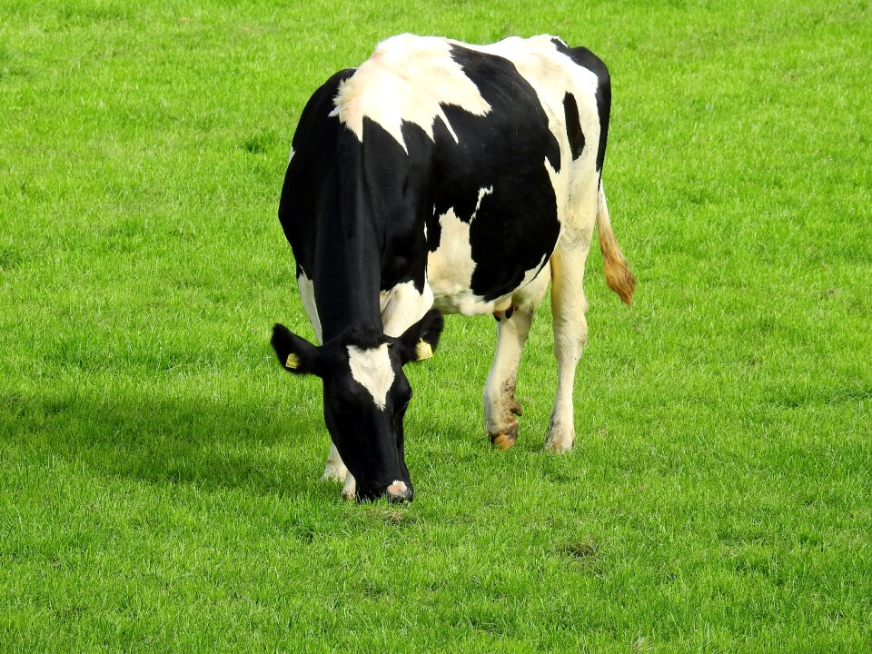 Summer nature pasture