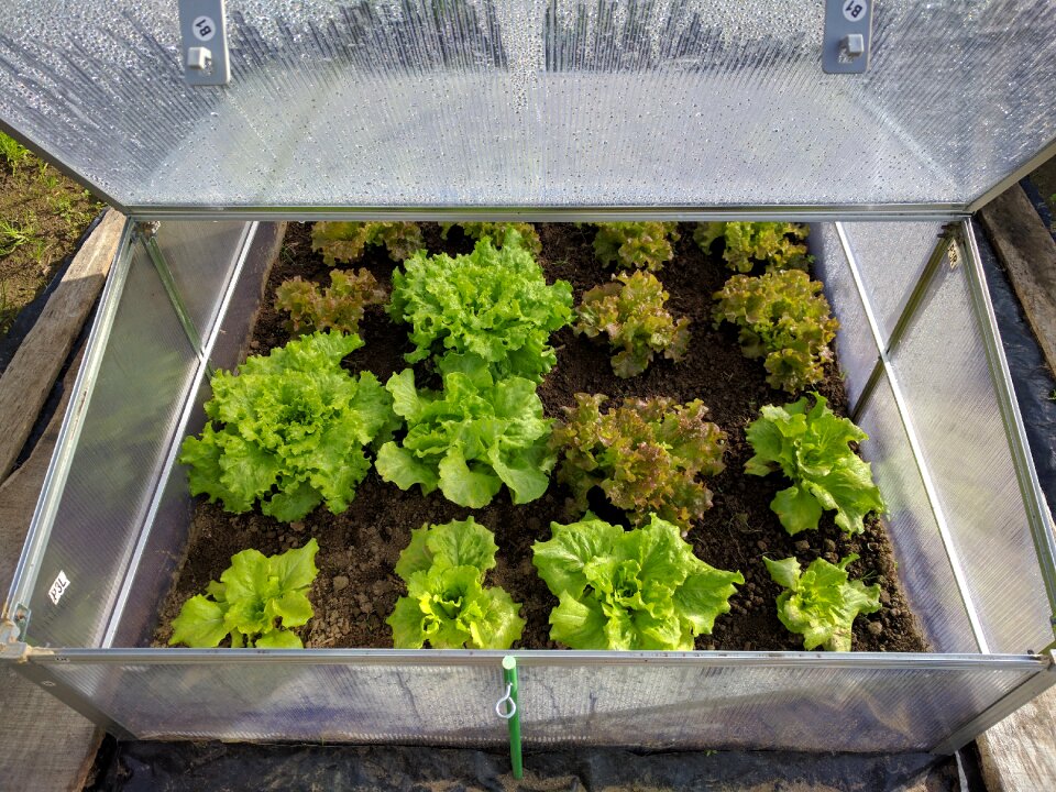 Mini greenhouse lettuce vegetable