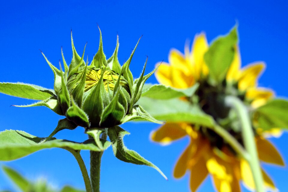 Going up sunflower field sky