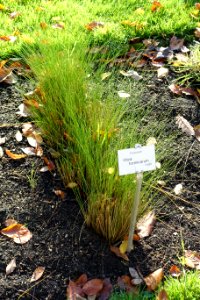 Nassella formicarum (Stipa formicarum) - Botanischer Garten Braunschweig - Braunschweig, Germany - DSC04385