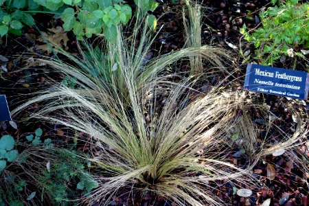 Nassella tenuissima - Zilker Botanical Garden - Austin, Texas - DSC08784