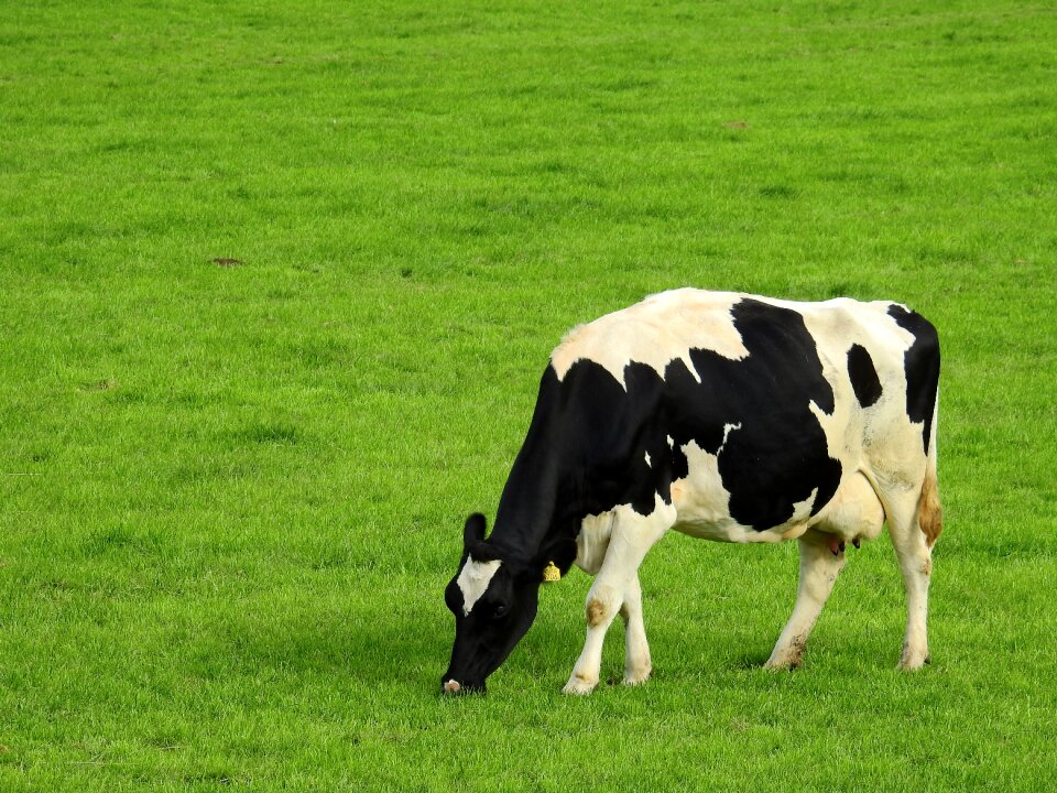 Summer nature pasture