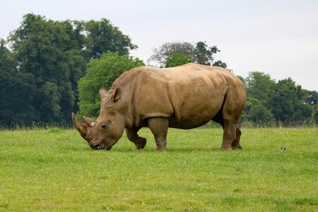 Safari wildlife africa