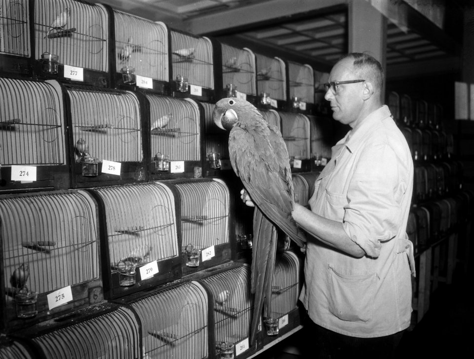 Natinale vogeltentoonstelling in Artis, Bestanddeelnr 909-9525