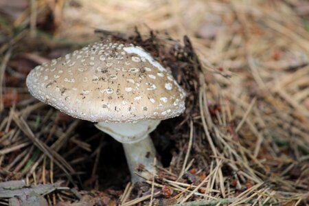 Amanita mushroom dots