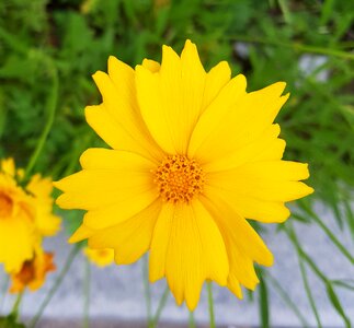 Cosmos avenue yellow flower