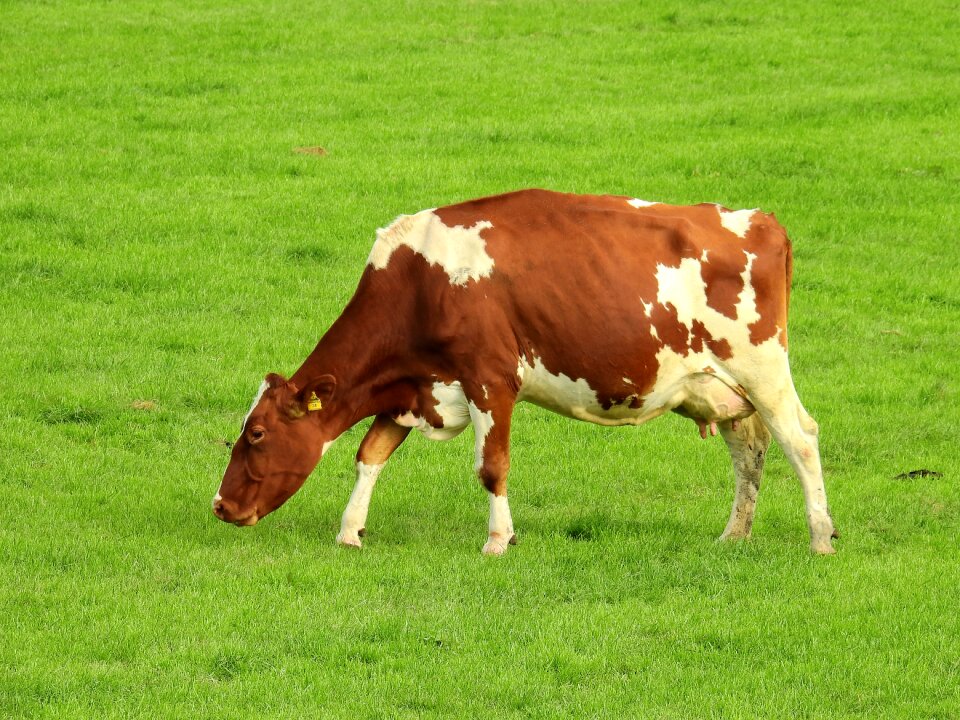 Summer nature pasture