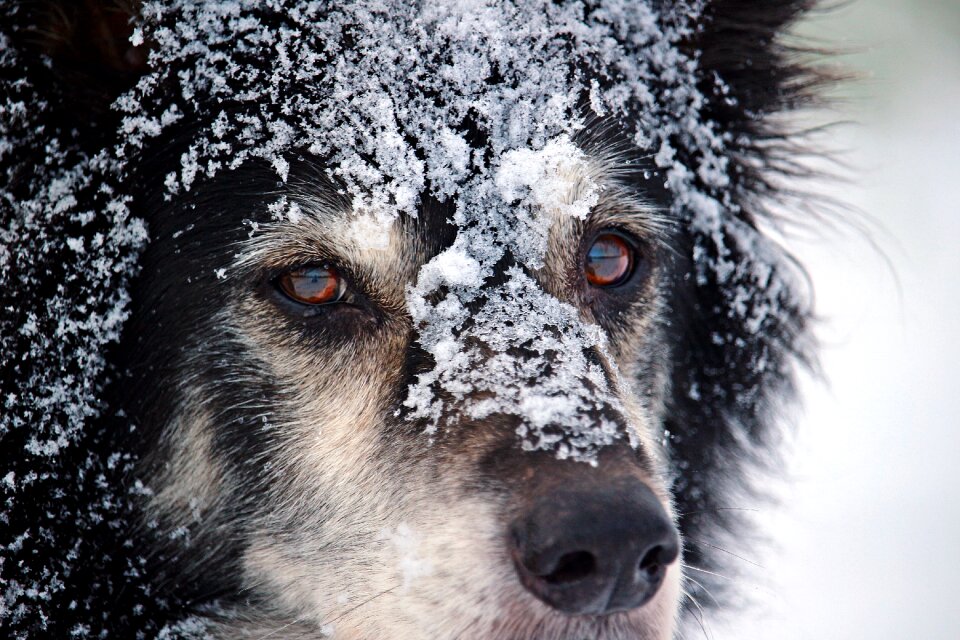 Collie border collie herding dog