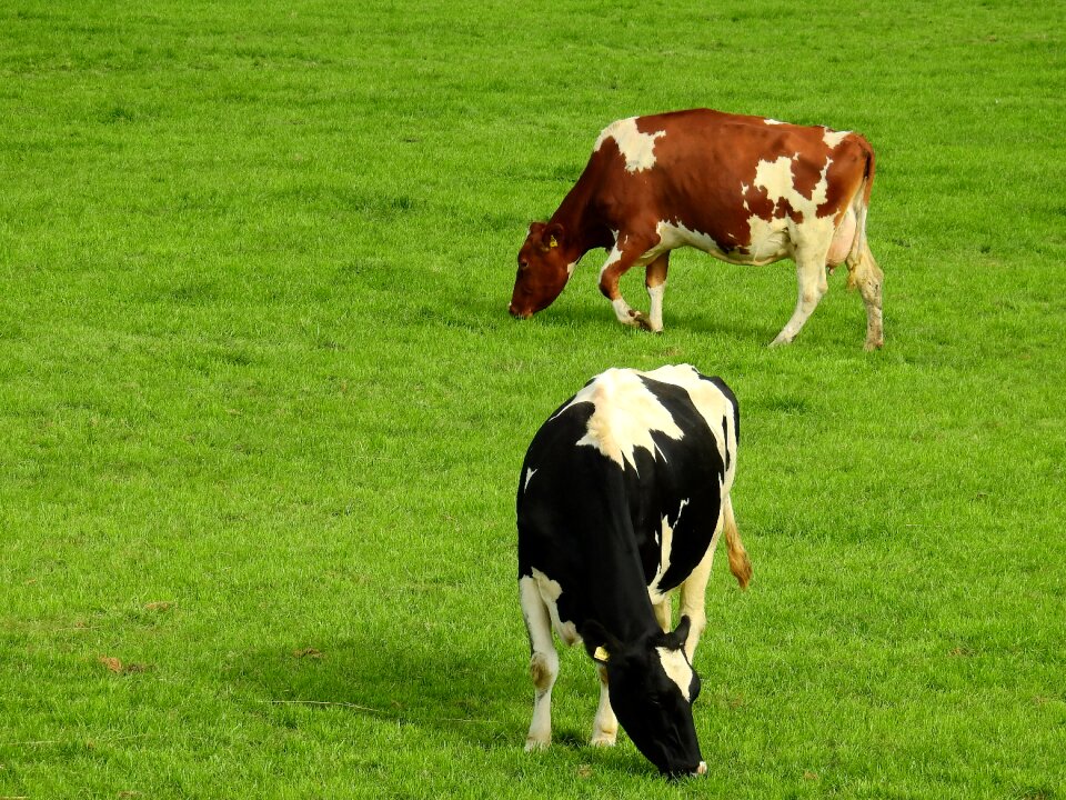 Summer nature pasture