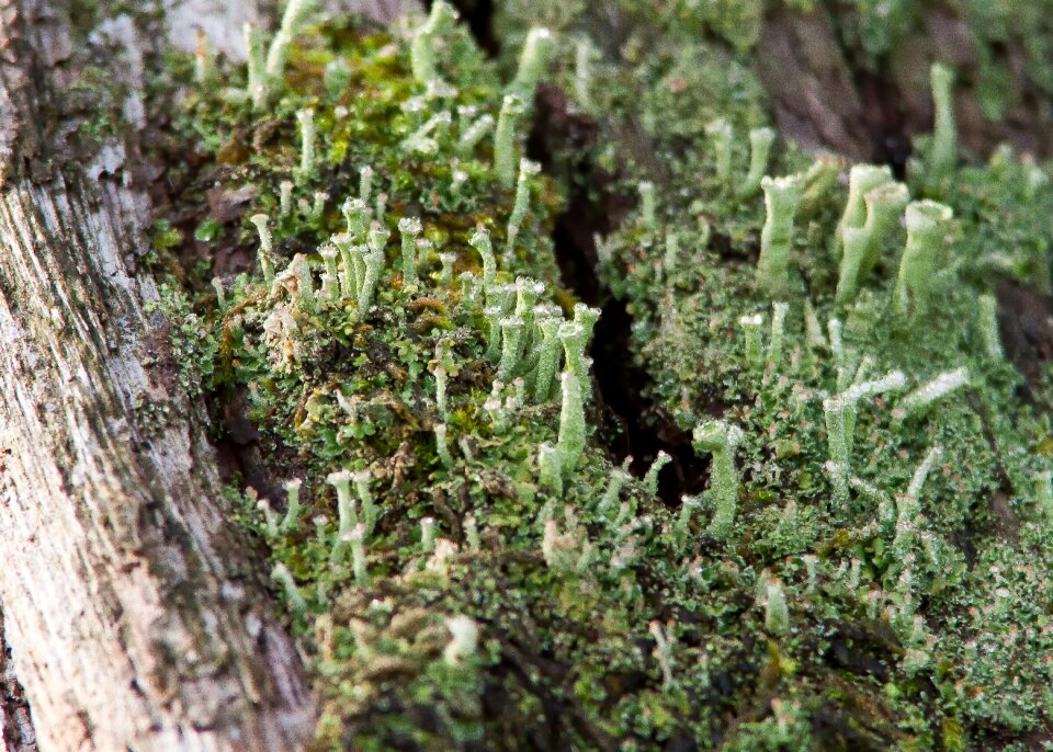 Green nature close up