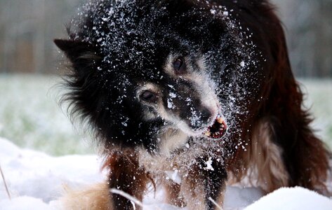 Winter border collie herding dog