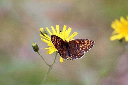 Butterfly flower insect photo