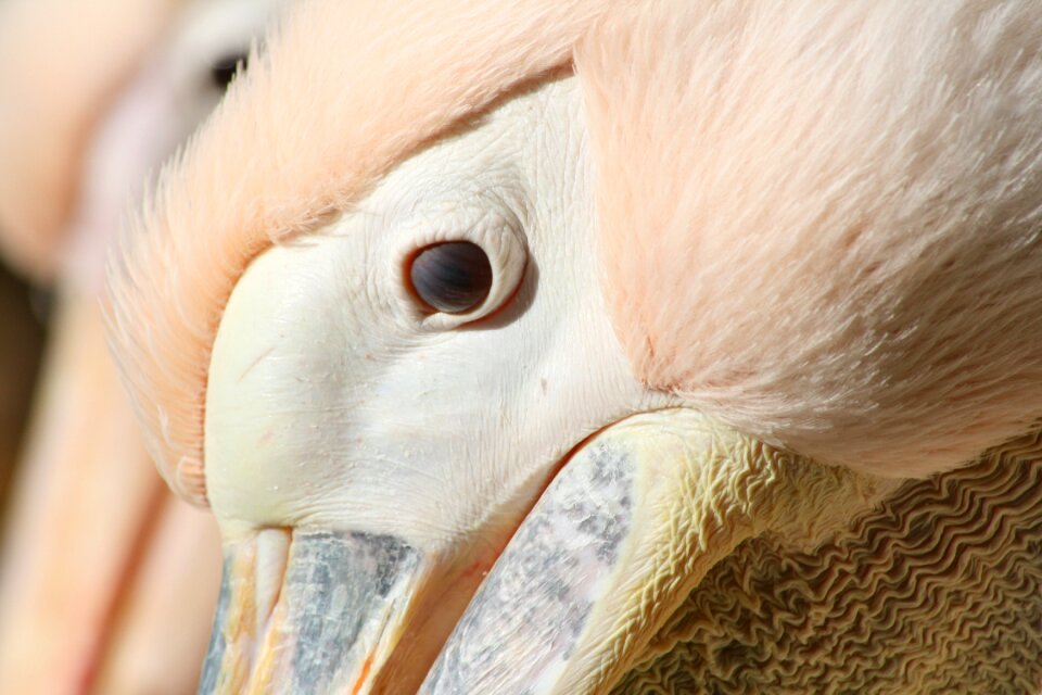 Animal nature animal portrait