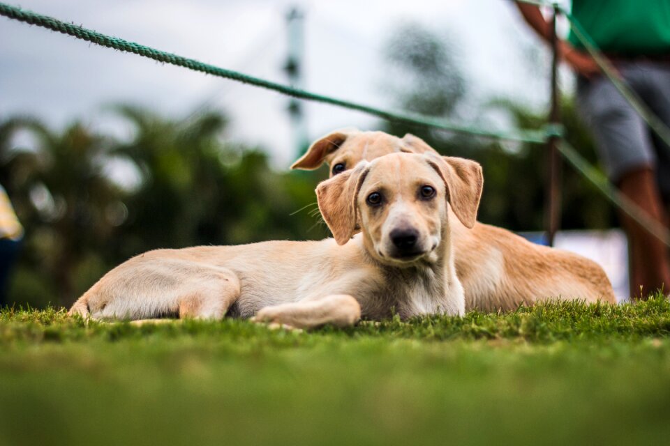 Pet animal canine photo