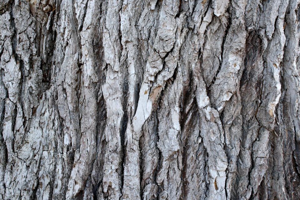 Background close-up wild wood