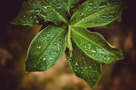 Leaves dew rain photo