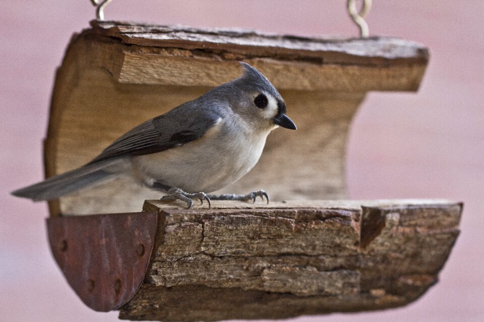 Tufted wildlife songbird photo